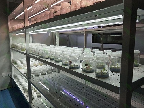温县植物组织培养实验室设计建设方案